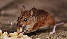 24 Hour & Emergency Exterminators in West Easton, PA